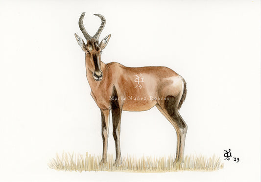Red Hartebeest