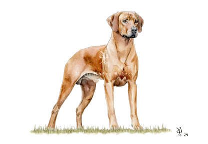 Rhodesian ridgeback