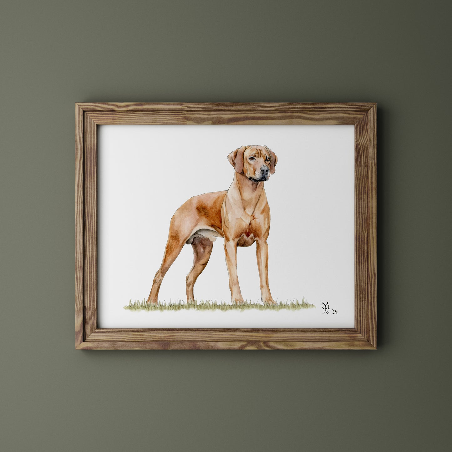 Rhodesian ridgeback