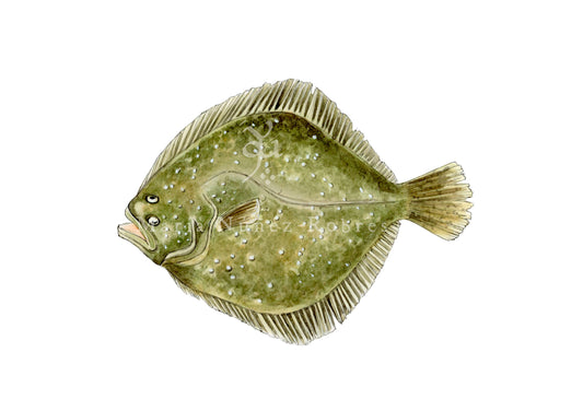 Rodaballo