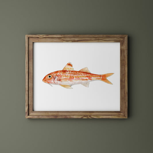 Salmonete