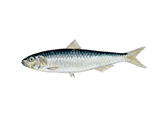 Sardina