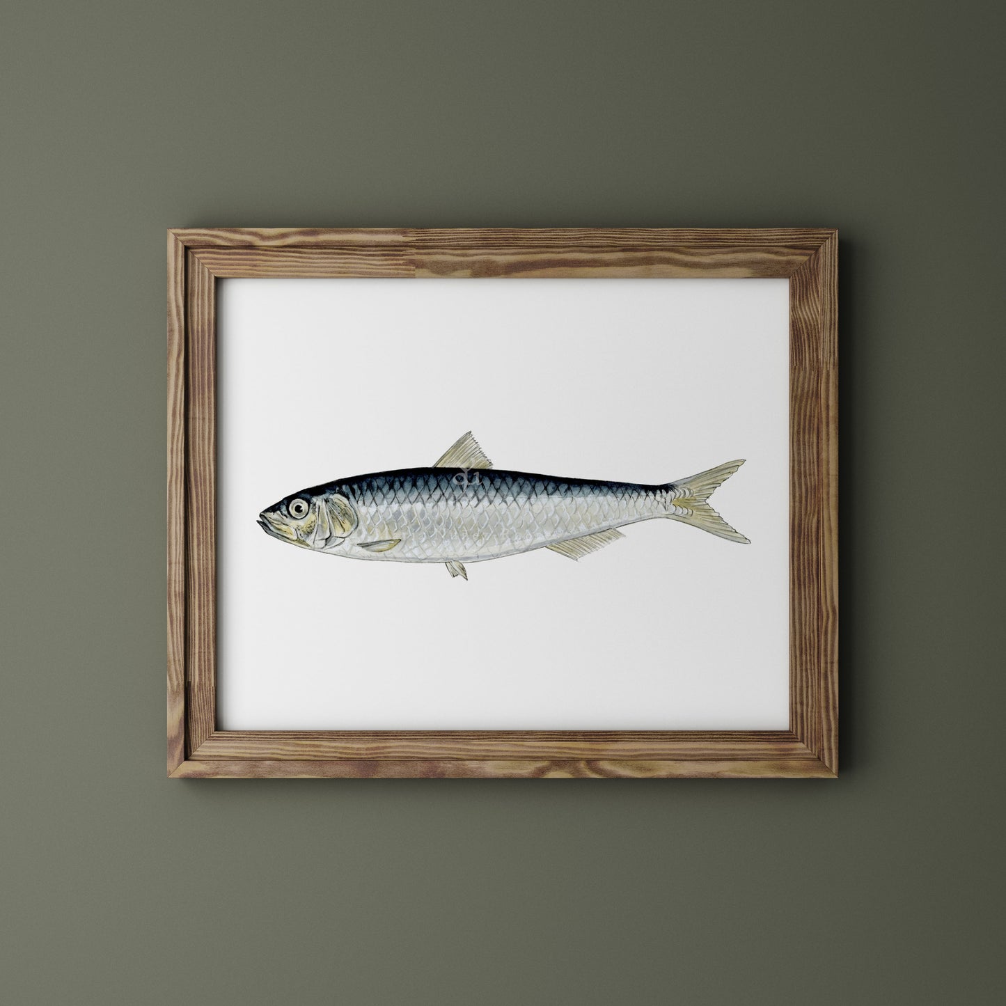 Sardina