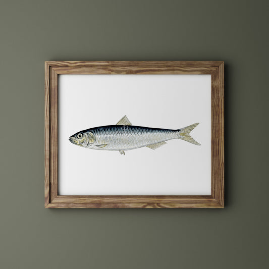 Sardina