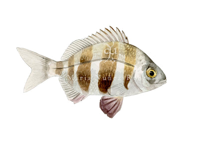 Sargo breado