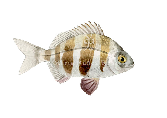 Sargo breado