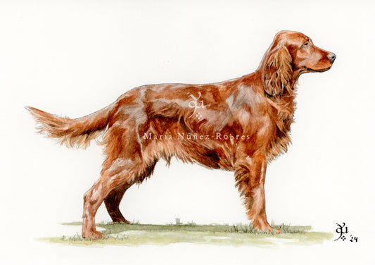 Setter inglés