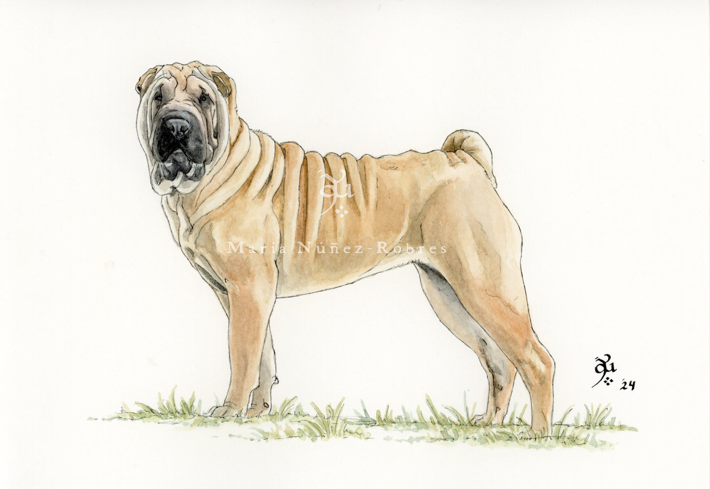 Shar pei