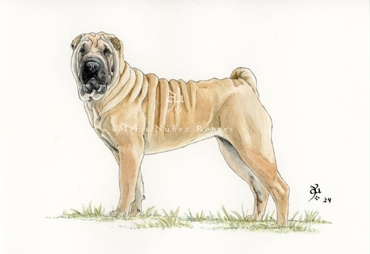 Shar pei
