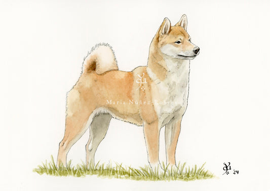 Shiba Inu