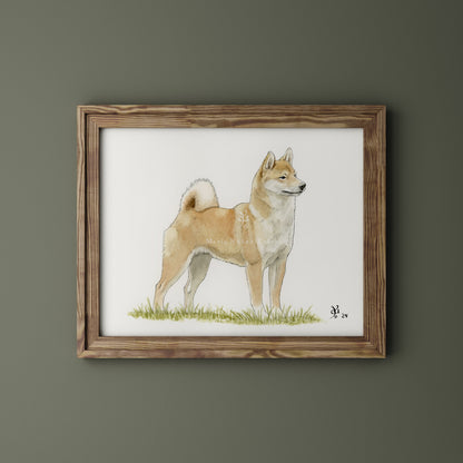 Shiba Inu