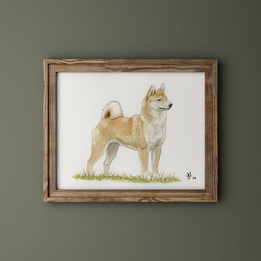 Shiba Inu
