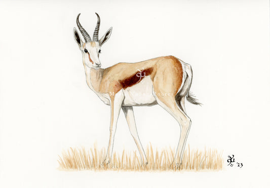 Springbok
