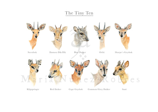 "The Tiny Ten" Edición Limitada