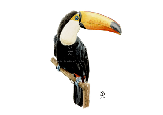Tucán