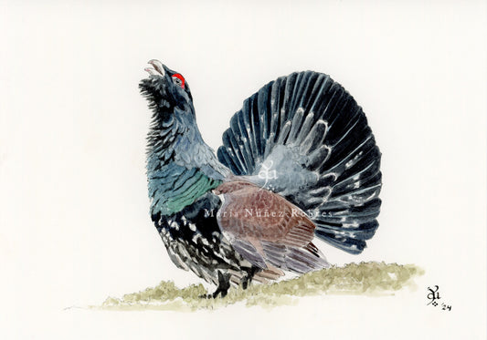 Urogallo
