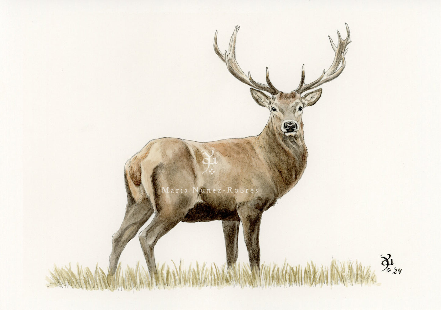 Venado