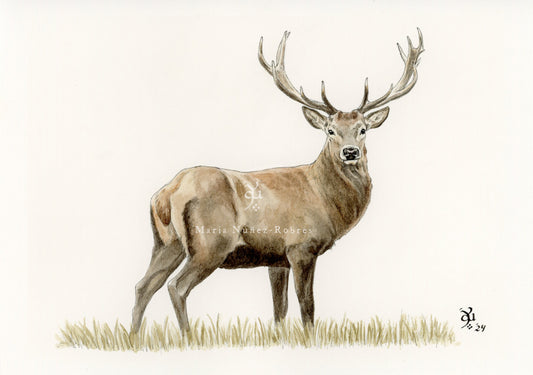 Venado