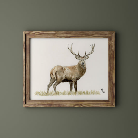 Venado