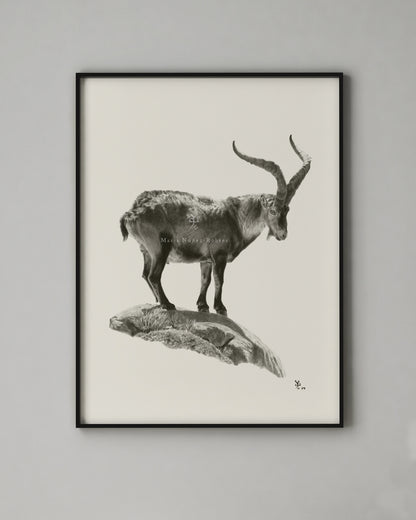 "Gredos" Edición Limitada