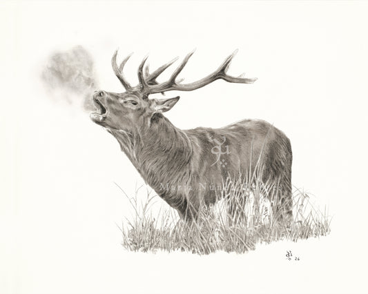 Venado en berrea